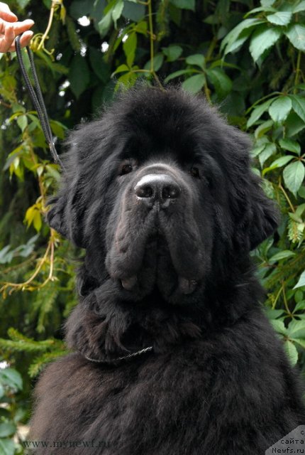 Фото: ньюфаундленд Sent Djons Harebell (Сент Джонс Харебелл)