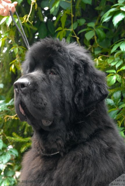 Фото: ньюфаундленд Sent Djons Harebell (Сент Джонс Харебелл)