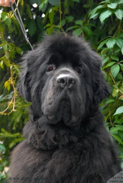 Фото: ньюфаундленд Sent Djons Harebell (Сент Джонс Харебелл)