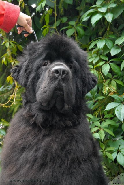 Фото: ньюфаундленд Sent Djons Harebell (Сент Джонс Харебелл)