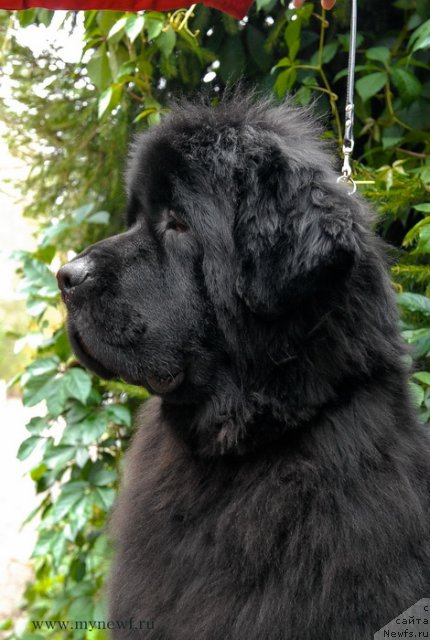 Фото: ньюфаундленд Sent Djons Harebell (Сент Джонс Харебелл)