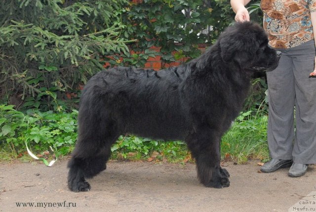 Фото: ньюфаундленд Sent Djons YEklips of ze Mun (Сент Джонс Эклипс оф зе Мун)