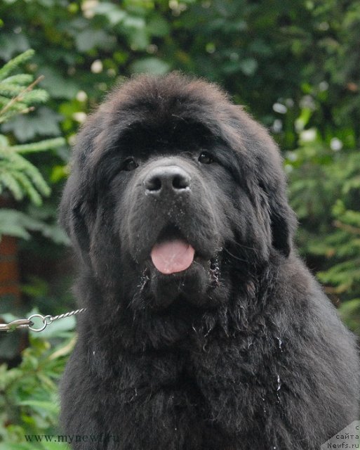 Фото: ньюфаундленд Sent Djons YEklips of ze Mun (Сент Джонс Эклипс оф зе Мун)