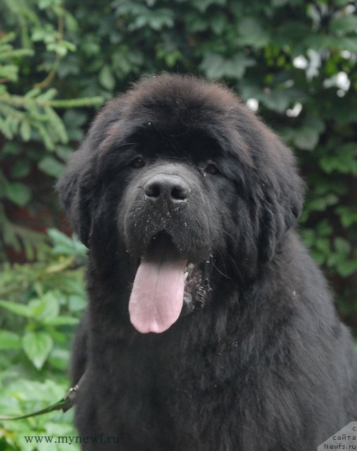 Фото: ньюфаундленд Sent Djons YEklips of ze Mun (Сент Джонс Эклипс оф зе Мун)