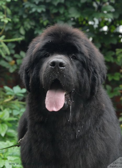 Фото: ньюфаундленд Sent Djons YEklips of ze Mun (Сент Джонс Эклипс оф зе Мун)