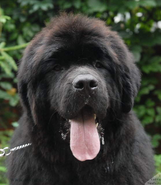 Фото: ньюфаундленд Sent Djons YEklips of ze Mun (Сент Джонс Эклипс оф зе Мун)