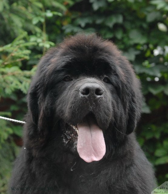 Фото: ньюфаундленд Sent Djons YEklips of ze Mun (Сент Джонс Эклипс оф зе Мун)