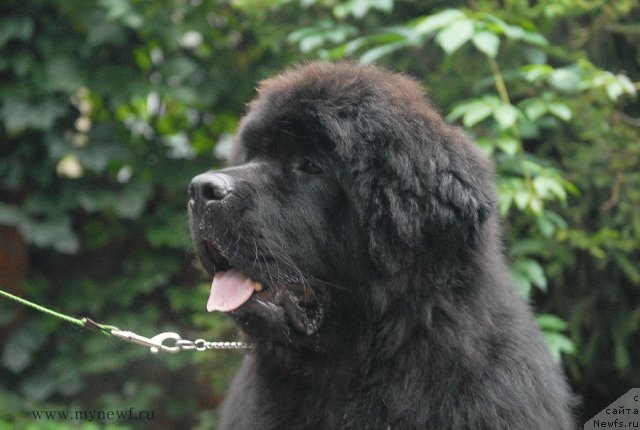 Фото: ньюфаундленд Sent Djons YEklips of ze Mun (Сент Джонс Эклипс оф зе Мун)