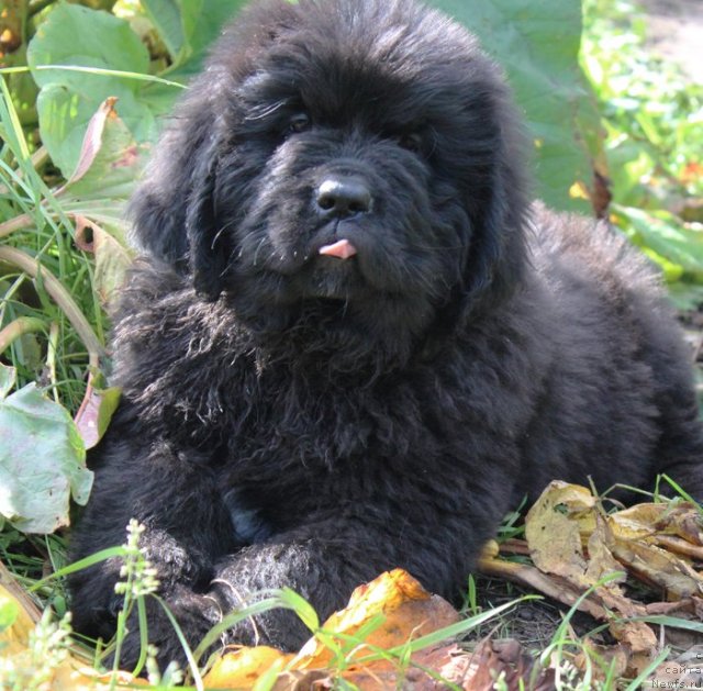 Фото: ньюфаундленд Beguschaya po Volnam Shade Color of Life (Бегущая по Волнам Шадэ Колор оф Лифе)