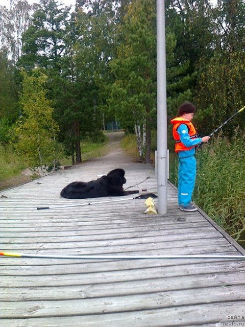 Фото: ньюфаундленд Dar Svezy Unessa Korona Australis (Дар Свезы Юнесса Корона Аустралис), Глеб