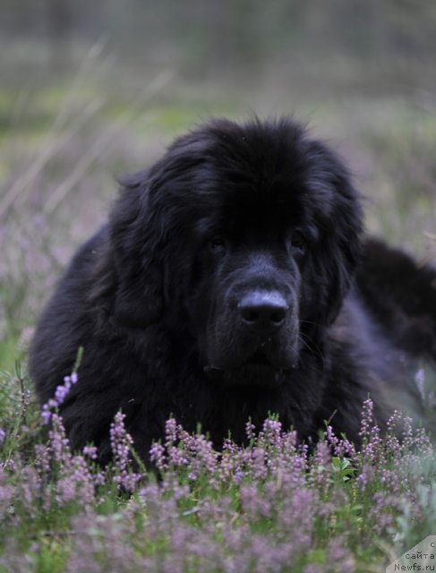 Фото: ньюфаундленд Dar Svezy Unessa Korona Australis (Дар Свезы Юнесса Корона Аустралис)