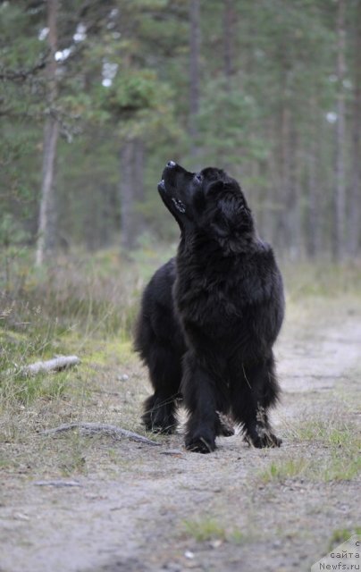 Фото: ньюфаундленд Dar Svezy Unessa Korona Australis (Дар Свезы Юнесса Корона Аустралис)