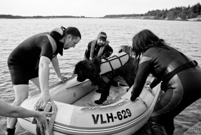 Фото: ньюфаундленд Dar Svezy Unessa Korona Australis (Дар Свезы Юнесса Корона Аустралис)