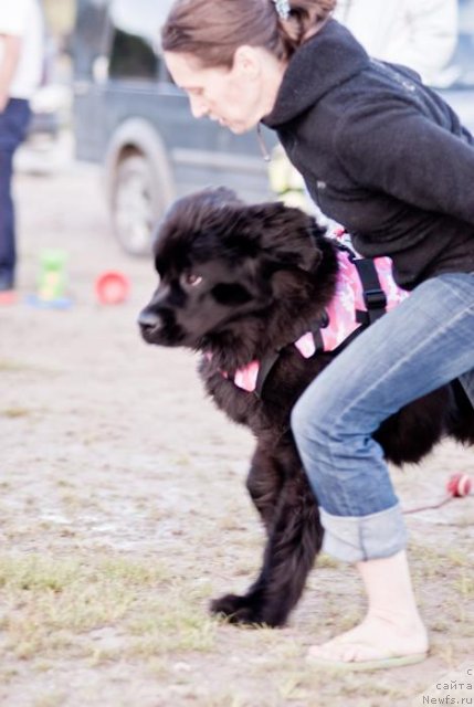 Фото: ньюфаундленд Dar Svezy Unessa Korona Australis (Дар Свезы Юнесса Корона Аустралис), Inga Goncharenko (Инга Гончаренко)