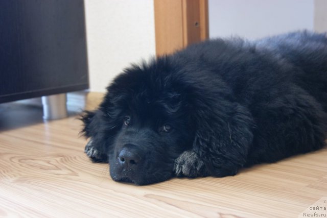 Фото: ньюфаундленд Velyke Malyatko Bayaderka Yurka