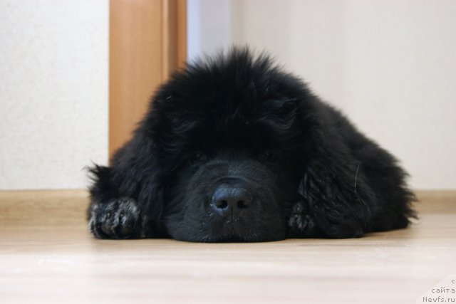 Фото: ньюфаундленд Velyke Malyatko Bayaderka Yurka