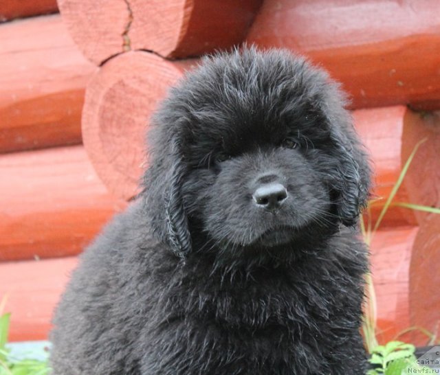 Фото: ньюфаундленд Beguschaya po Volnam SHake It Up (Бегущая по Волнам Шаке Ит Уп)