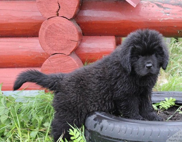 Фото: ньюфаундленд Beguschaya po Volnam SHake It Up (Бегущая по Волнам Шаке Ит Уп)