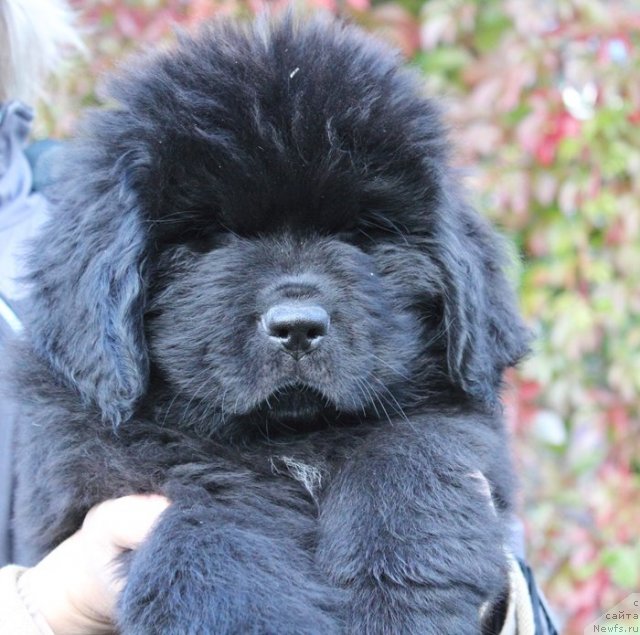 Фото: ньюфаундленд Beguschaya po Volnam SHake It Up (Бегущая по Волнам Шаке Ит Уп)