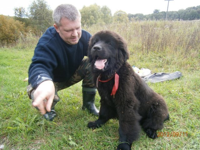 Фото: ньюфаундленд Beguschaya po Volnam Centurion Prior (Бегущая по Волнам Центурион Приор)