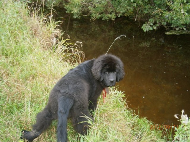 Фото: ньюфаундленд Beguschaya po Volnam Centurion Prior (Бегущая по Волнам Центурион Приор)