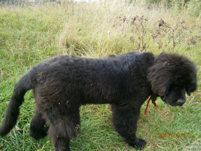 Фото: ньюфаундленд Beguschaya po Volnam Centurion Prior (Бегущая по Волнам Центурион Приор)