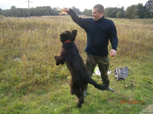 Фото: ньюфаундленд Beguschaya po Volnam Centurion Prior (Бегущая по Волнам Центурион Приор)