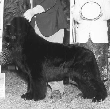 Фото: ньюфаундленд Seabrooks Bacchanal Port Tabu