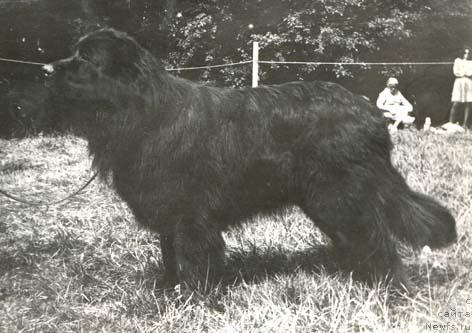 Фото: ньюфаундленд Al Grot (Ал Грот)