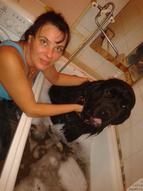 Фото: Tat'yana Pasechnik (Татьяна Пасечник), ньюфаундленд Akvatoriya Kelvin Koroleva Margo (Акватория Келвин Королева Марго), Tat'yana Pasechnik (Татьяна Пасечник)