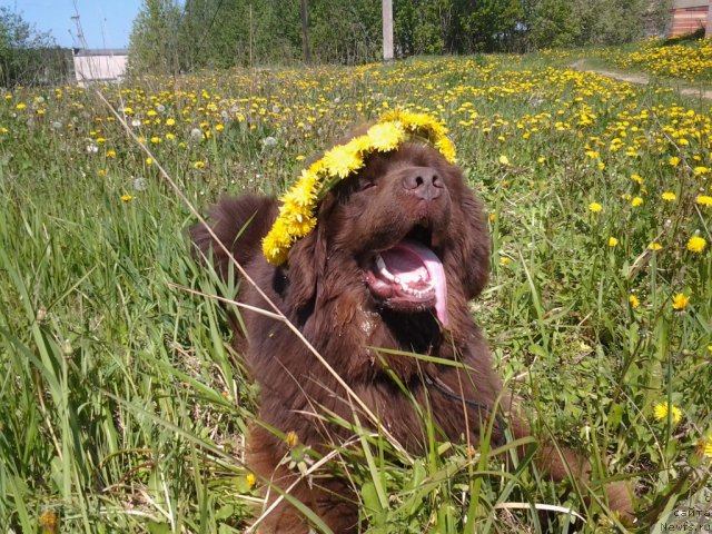 Фото: ньюфаундленд Pravitel' Taygi (Правитель Тайги)