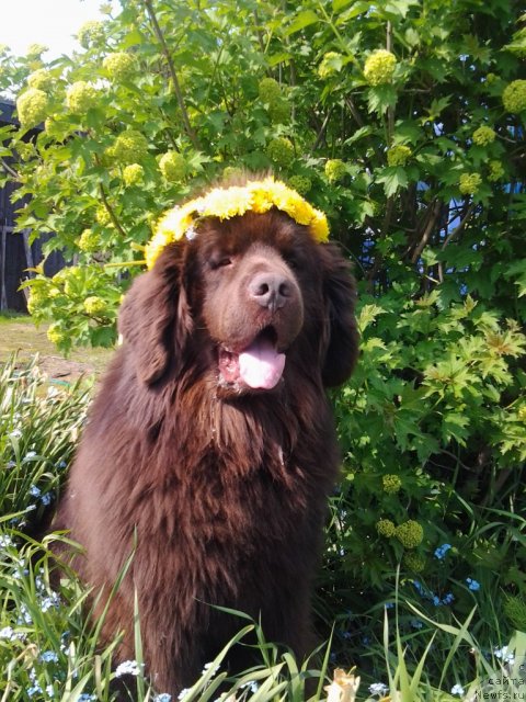 Фото: ньюфаундленд Pravitel' Taygi (Правитель Тайги)