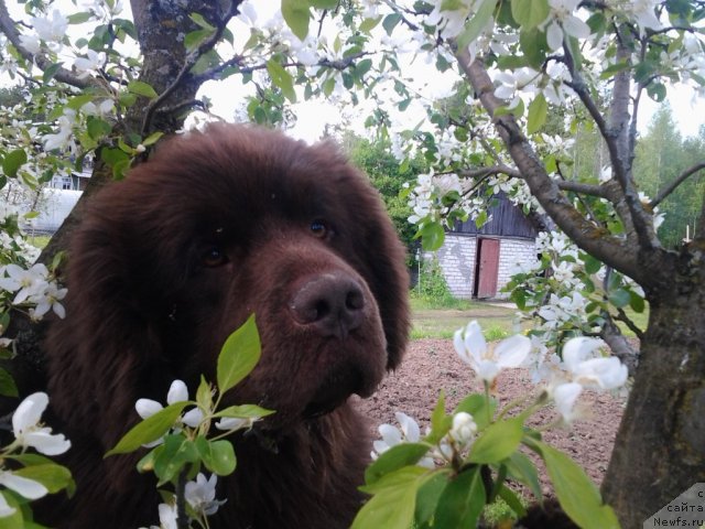 Фото: ньюфаундленд Pravitel' Taygi (Правитель Тайги)