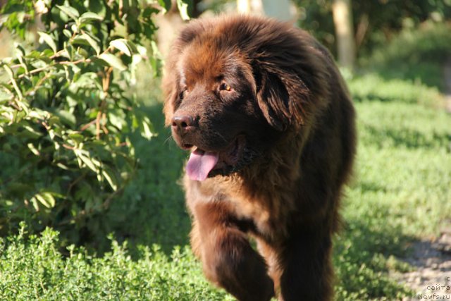 Фотография № 106097