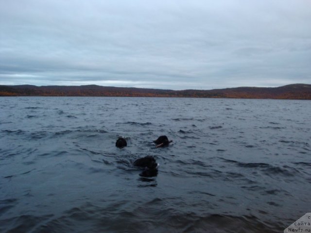 Фото: ньюфаундленд Abigal' Bomond (Абигаль Бомонд), ньюфаундленд Piternyuf Nota Bene (Питерньюф Нота Бене), ньюфаундленд Uyutnaya Dolina B'yutiful Star Favorit (Уютная Долина Бьютифул Стар Фаворит)