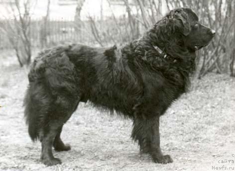 Фото: ньюфаундленд Kyeppi Malyish (Кэппи Малыш)