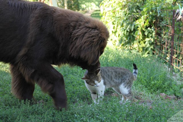 Фотография № 106101