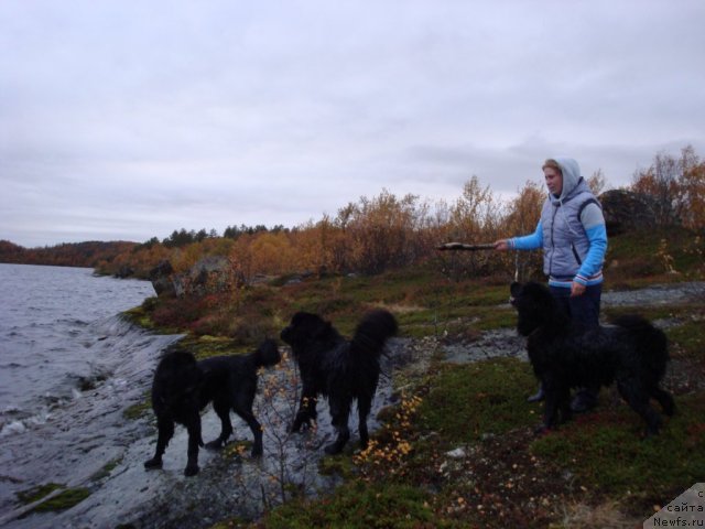Фото: ньюфаундленд Abigal' Bomond (Абигаль Бомонд), ньюфаундленд Piternyuf Nota Bene (Питерньюф Нота Бене), ньюфаундленд Uyutnaya Dolina B'yutiful Star Favorit (Уютная Долина Бьютифул Стар Фаворит), Ekaterina Silina (Екатерина Силина)