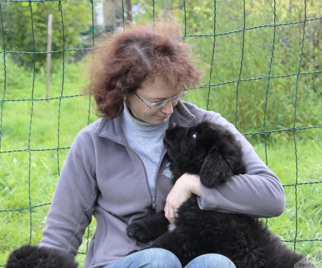 Фото: Galina Akulina (Галина Акулина), ньюфаундленд Beguschaya po Volnam SHall Vi Danse (Бегущая по Волнам Шалл Ви Дансе)