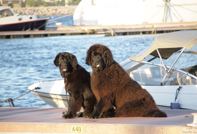 Фото: ньюфаундленд Dar Svezy Bona Fides (Дар Свезы Бона Фидес), ньюфаундленд Aquatoria Kelvin Ultramodern (Акватория Келвин Ультрамодерн)