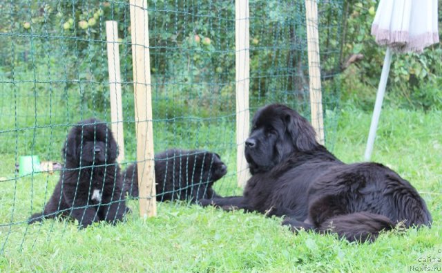 Фото: ньюфаундленд Beguschaya po Volnam Harizma (Бегущая по Волнам Харизма)