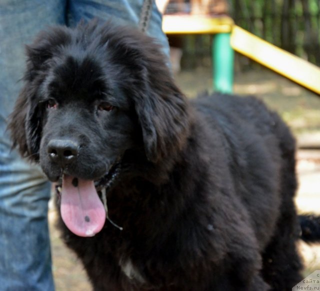 Фото: ньюфаундленд Amber CHarm Eleuteros (Амбер Чарм Елеутерос)