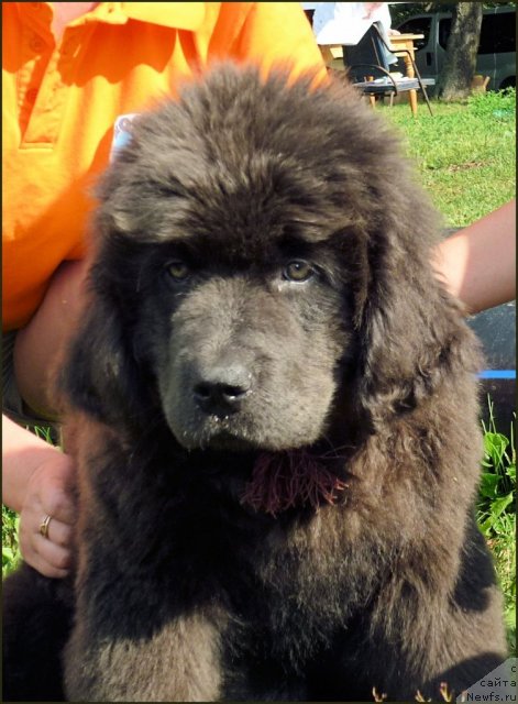 Фото: ньюфаундленд Melty Wave Marine Tifeya (Мелти Вейв Марин Тифея)