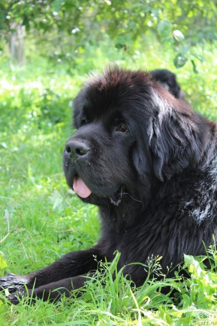 Фото: ньюфаундленд Beguschaya po Volnam Dancing Queen (Бегущая по Волнам Дансинг Квин)