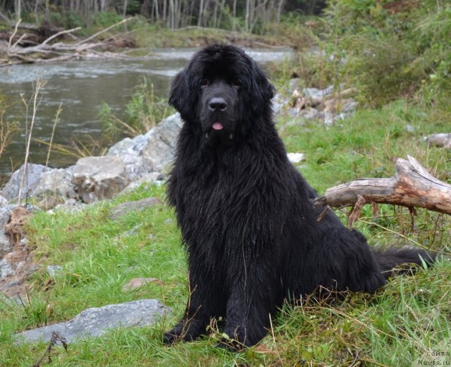 Фото: ньюфаундленд I'm Little Princess Midnight Bear