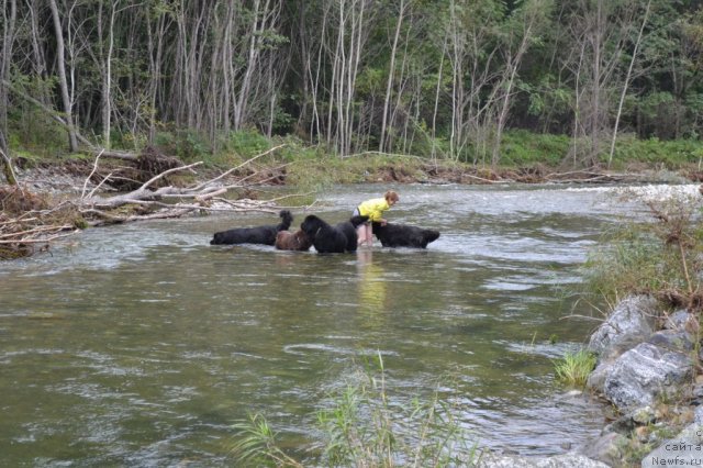 Фото: ньюфаундленд I'm Little Princess Midnight Bear, ньюфаундленд Arkadiya Vivat Arbona (Аркадия Виват Арбона), ньюфаундленд Veridan Zvezdnyiy Put' (Веридан Звездный Путь), ньюфаундленд Super Premium Ameliya YEkshen (Супер Премиум Амелия Экшен)