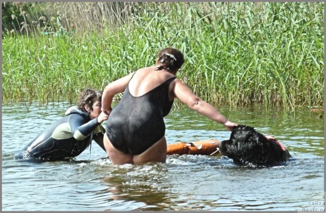 Фото: ньюфаундленд Tsentr Mirozdaniya iz Arkaima (Центр Мироздания из Аркаима), Anna Kovalyova (Анна Ковалёва), Nataliya Mihaylova (Наталия Михайлова)