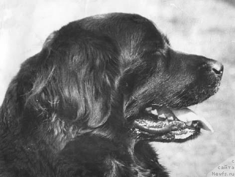 Фото: ньюфаундленд Kyetti Lad Bey (Кэтти Лад Бей)