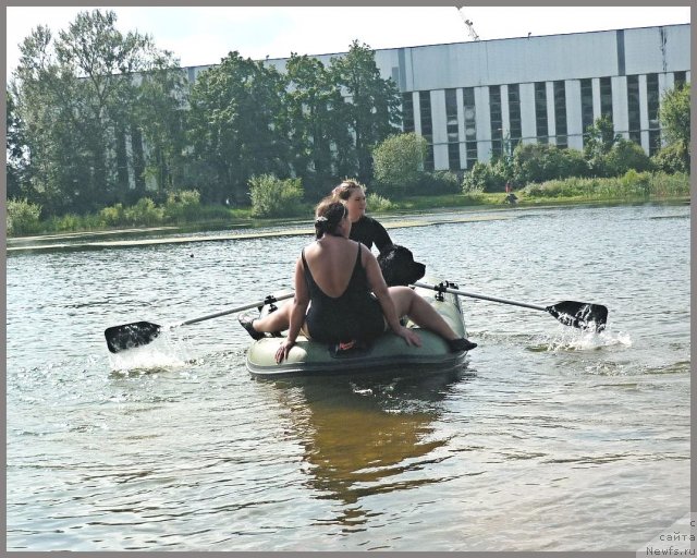 Фото: ньюфаундленд Tsentr Mirozdaniya iz Arkaima (Центр Мироздания из Аркаима), Anna Kovalyova (Анна Ковалёва), Anastasiya Kormakova (Анастасия Кормакова)