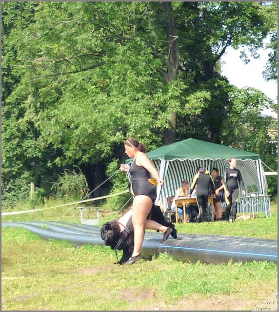 Фото: ньюфаундленд Tsentr Mirozdaniya iz Arkaima (Центр Мироздания из Аркаима), Anna Kovalyova (Анна Ковалёва)